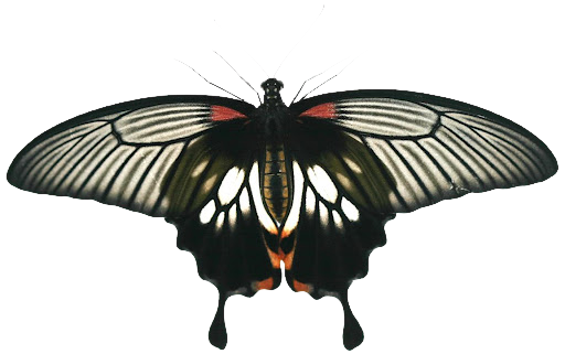 Frames & png: butterfly