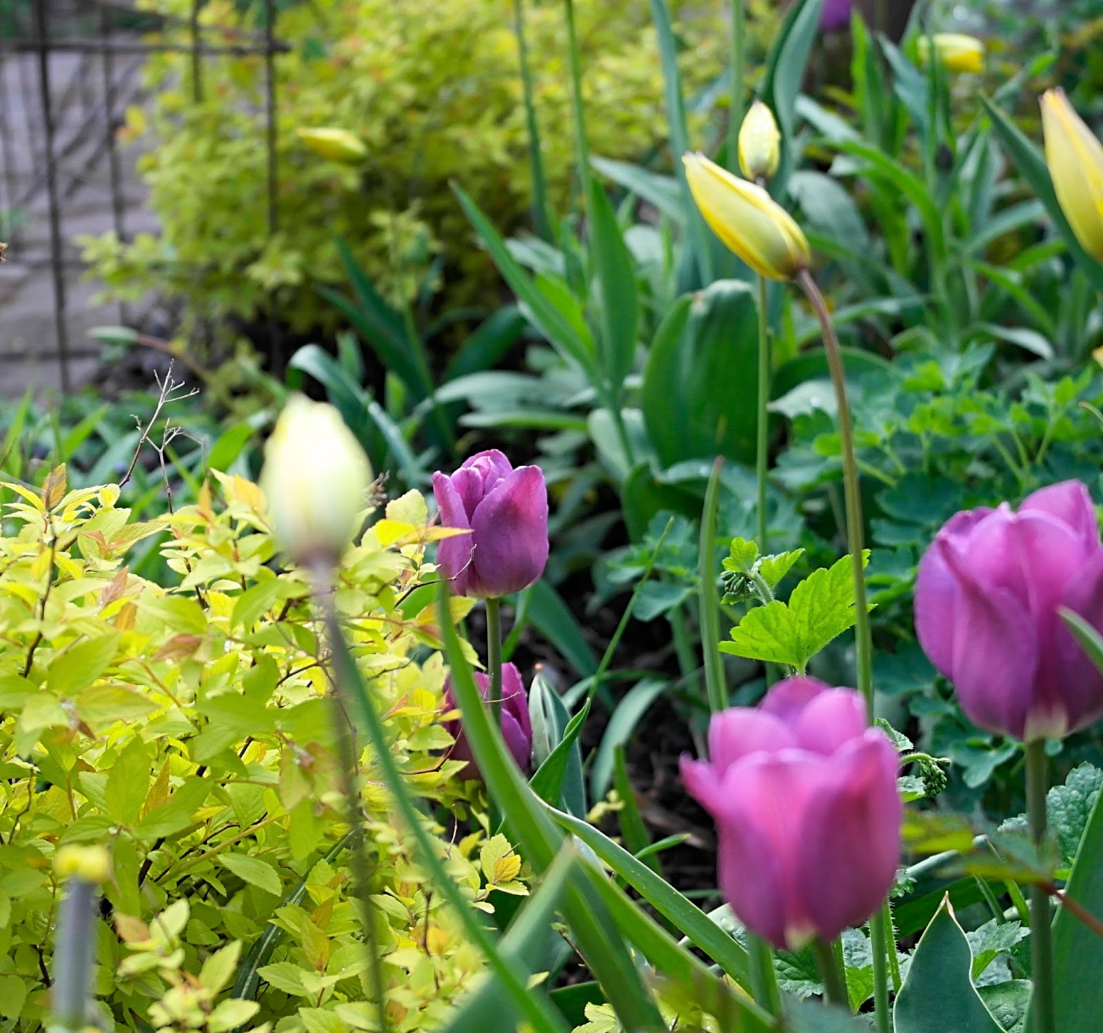 Floral Passions: Floral Bliss #23