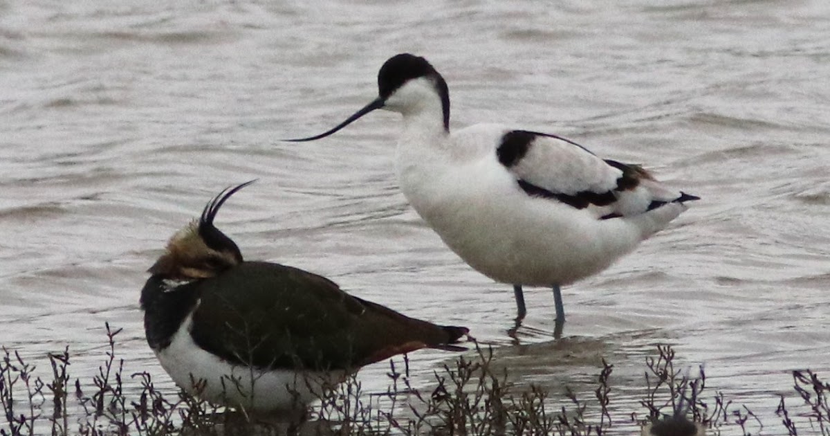 Dorset Birds: Sightings - Friday 3rd January 2020.