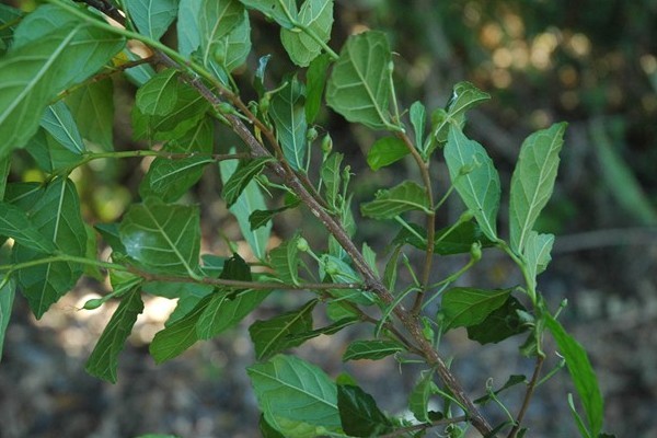 Manfaat Daun Serut Untuk Mengobati Penyakit Berat dan