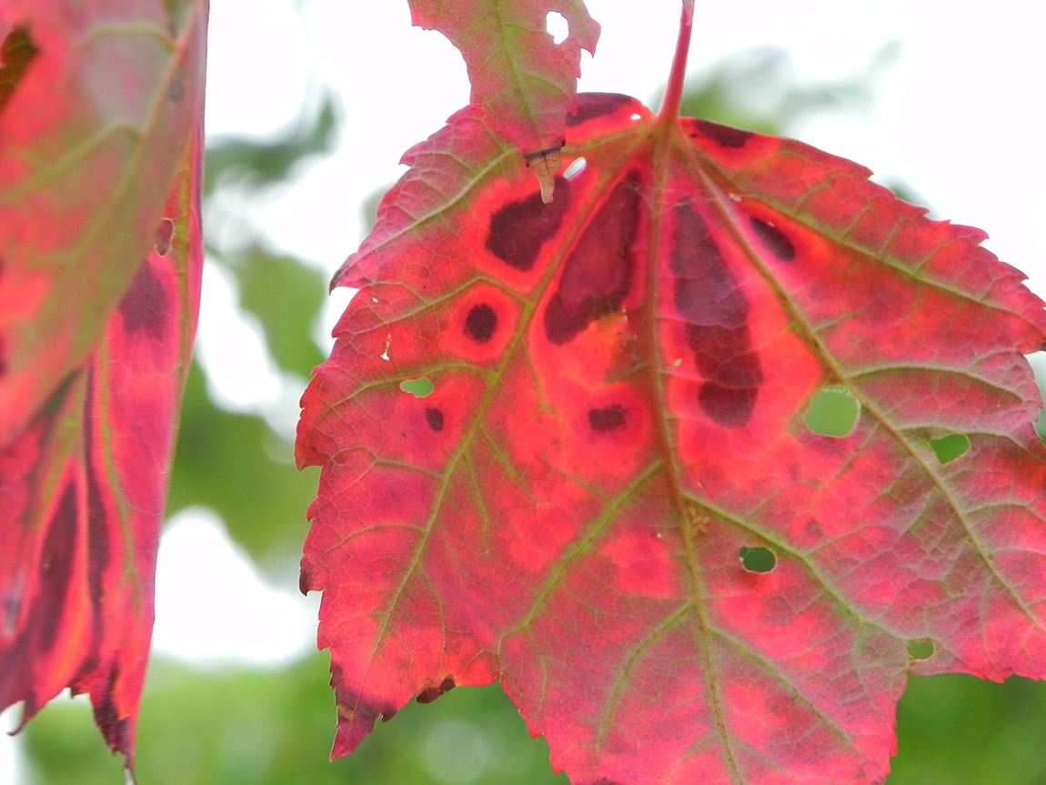 Semi Di Acero Rosso (Acer Rubrum) - 20 Semi, Crescita Veloce, Colore Autunnale Rosso Fuoco, Per Giardino - Foto 2