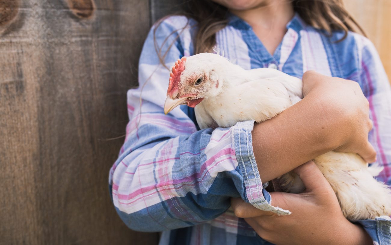 Effects of vitamin deficiency in chicken poultry