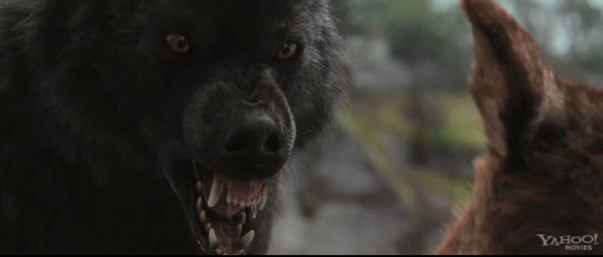 Twilight Pack LIfestyle and Behavior