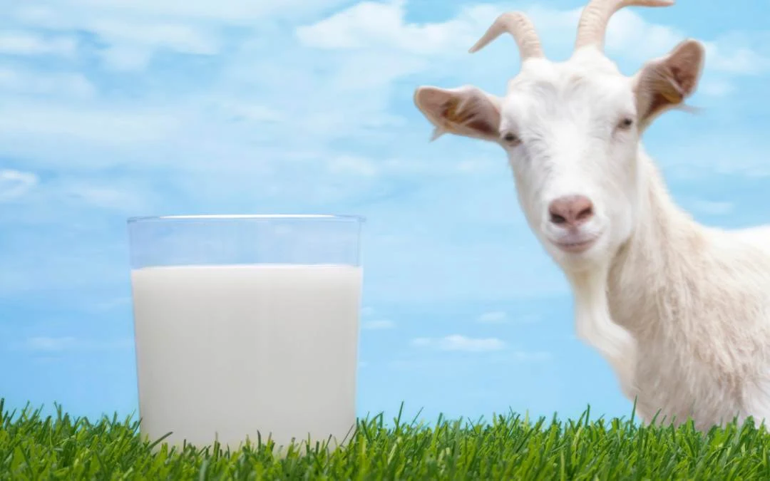 O Leite de Cabra Contém Lactose?