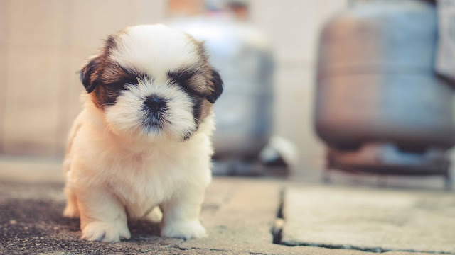baby cute puppy wallpaper
