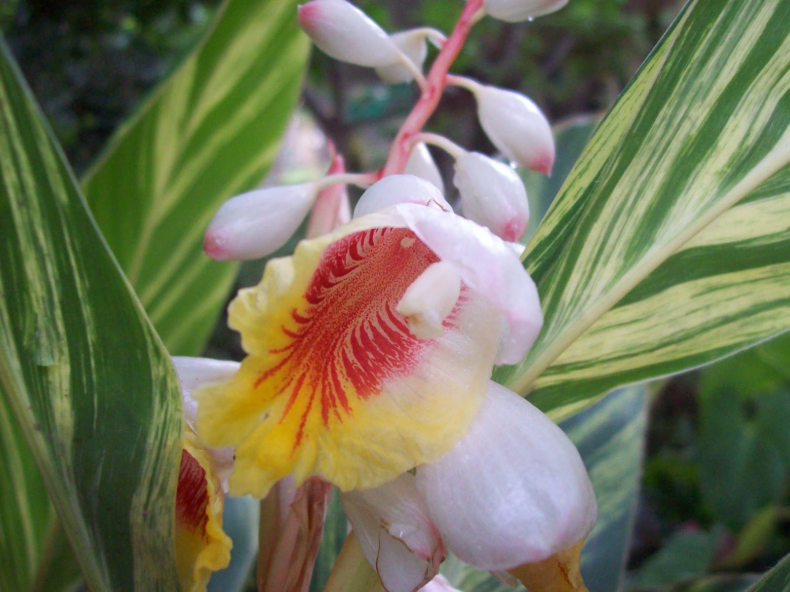 gardentropics Shell Ginger