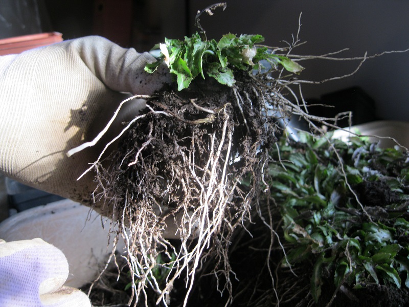 Plants and Stones: Cardinal Flower Rescue