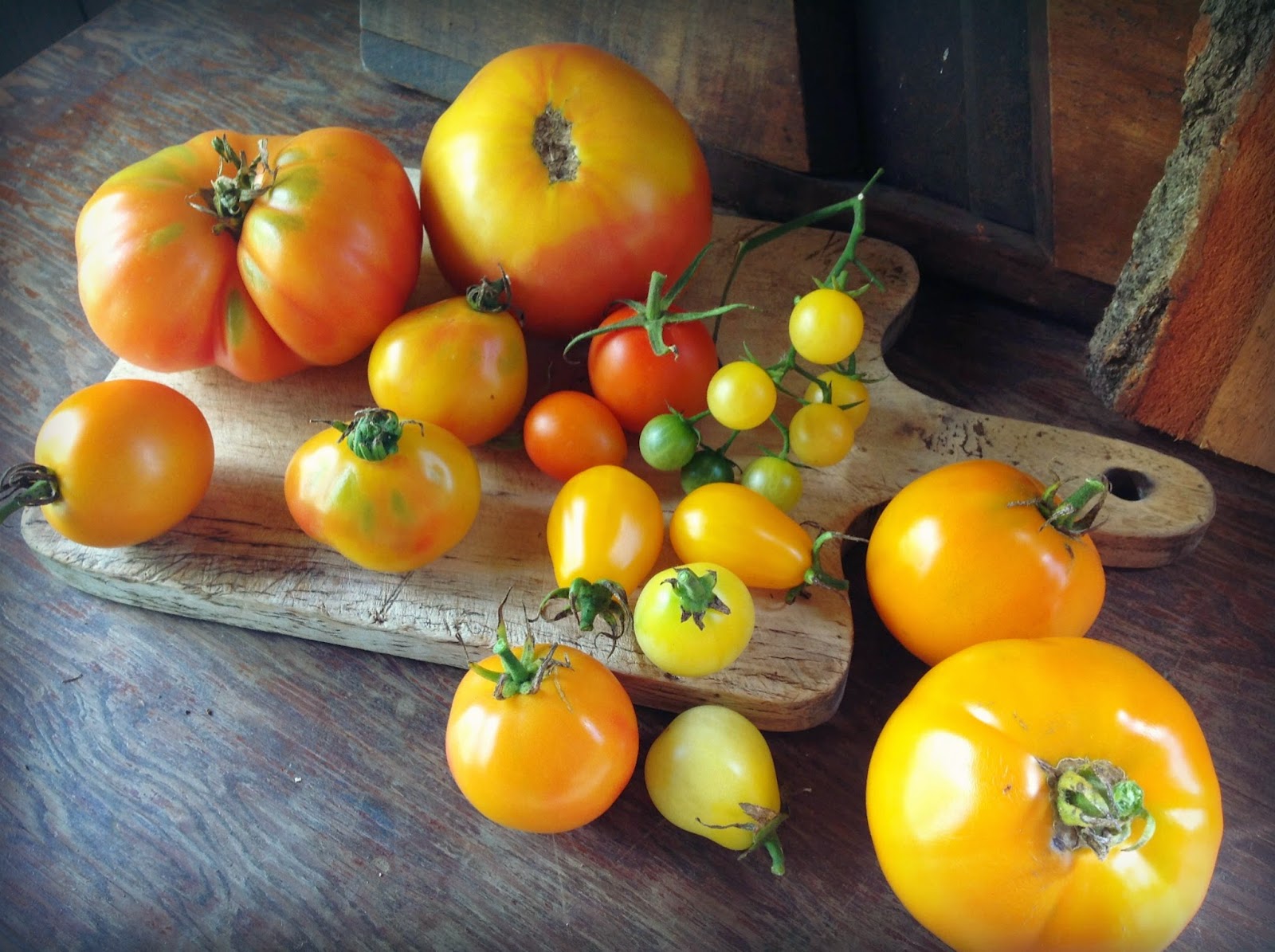 Roma f1 томат. сорта помидор для теплицы. томаты урожайные кировской селекции сорта. томаты лучшей селекции. томат парадокс f1.