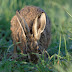 A Morning with Brown Hares