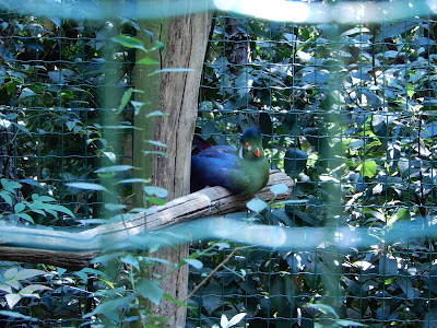 Parco Gallorose（ガッロロゼ公園）鳥写真