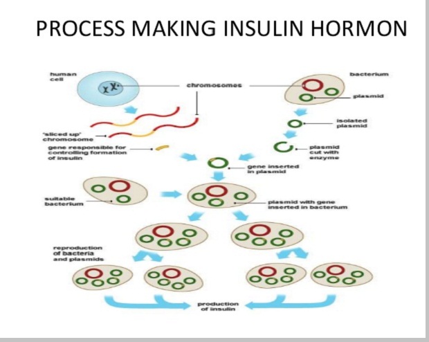 Pembuatan insulin bagi penderita diabetes melitus melibatkan beberapa cabang biologi tertentu