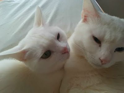白猫姉妹