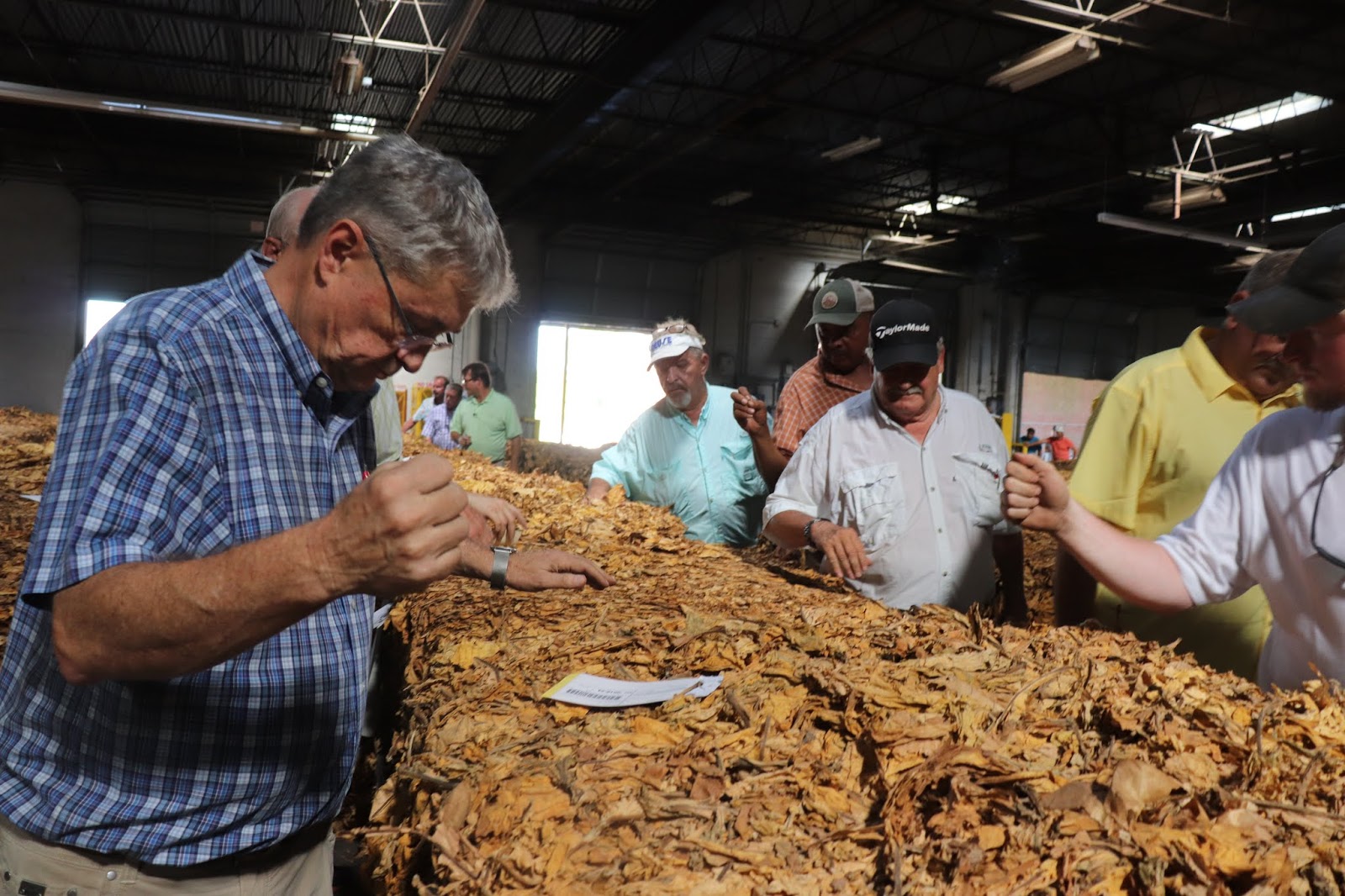 Tobacco Farmer Newsletter A SURPRISE PROJECTION FROM USDA