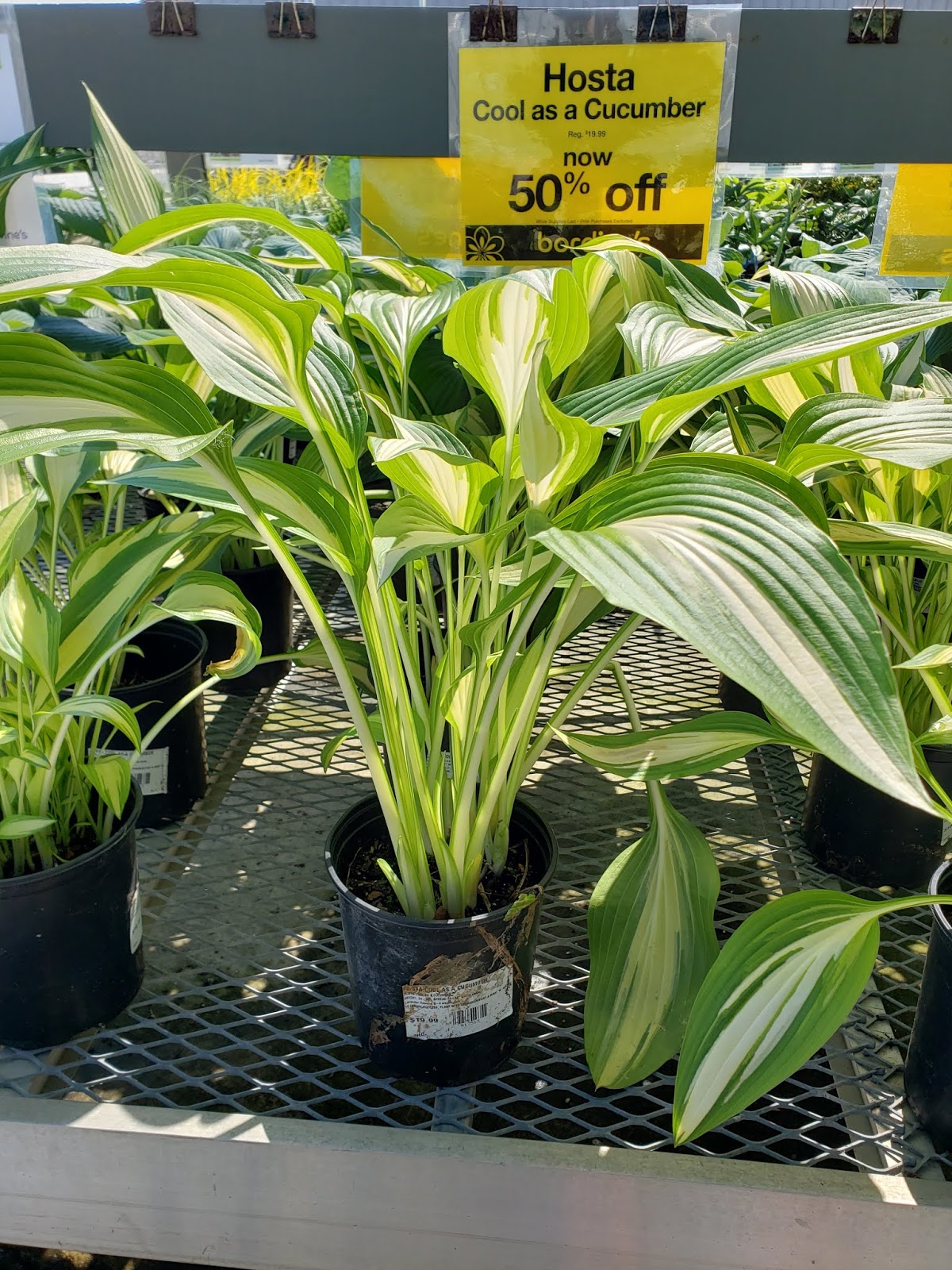 Gear Acres at Top of the Hill How to Divide an Expensive Hosta Into