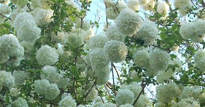 Snowball Viburnum Viburnum Macrocephalum Photos