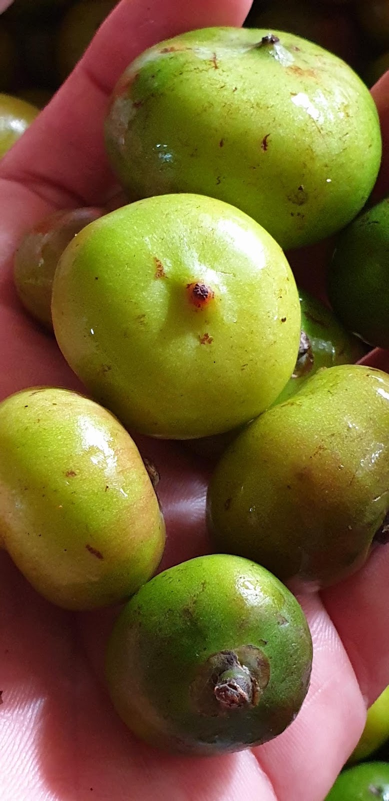 [Recipe] Sinigang na ulo ng bangus sa batuan at kamatis (Milkfish head