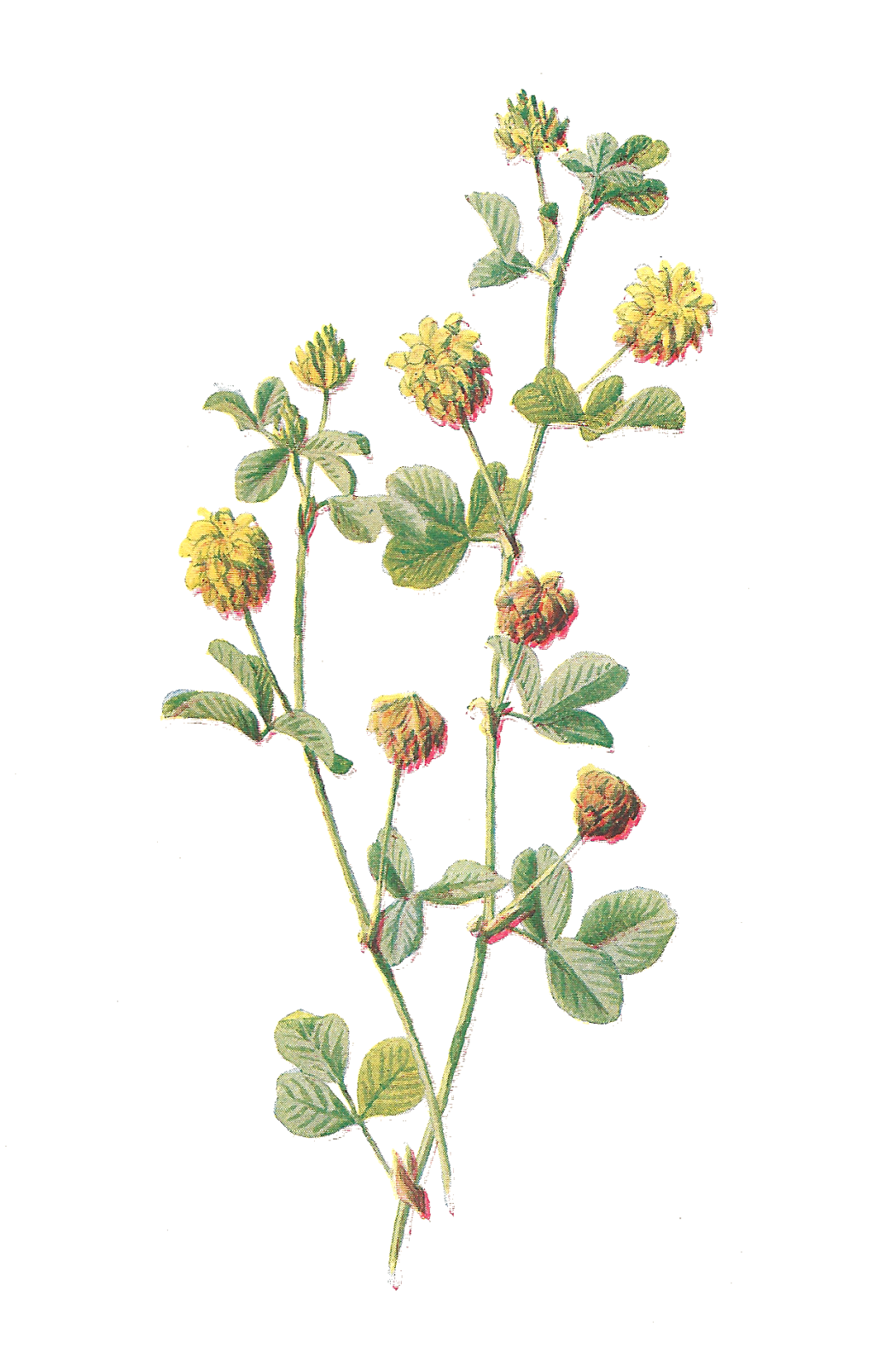 flower illustration clipart - photo #9