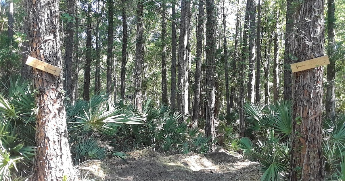 How To Get Free Wood Chips