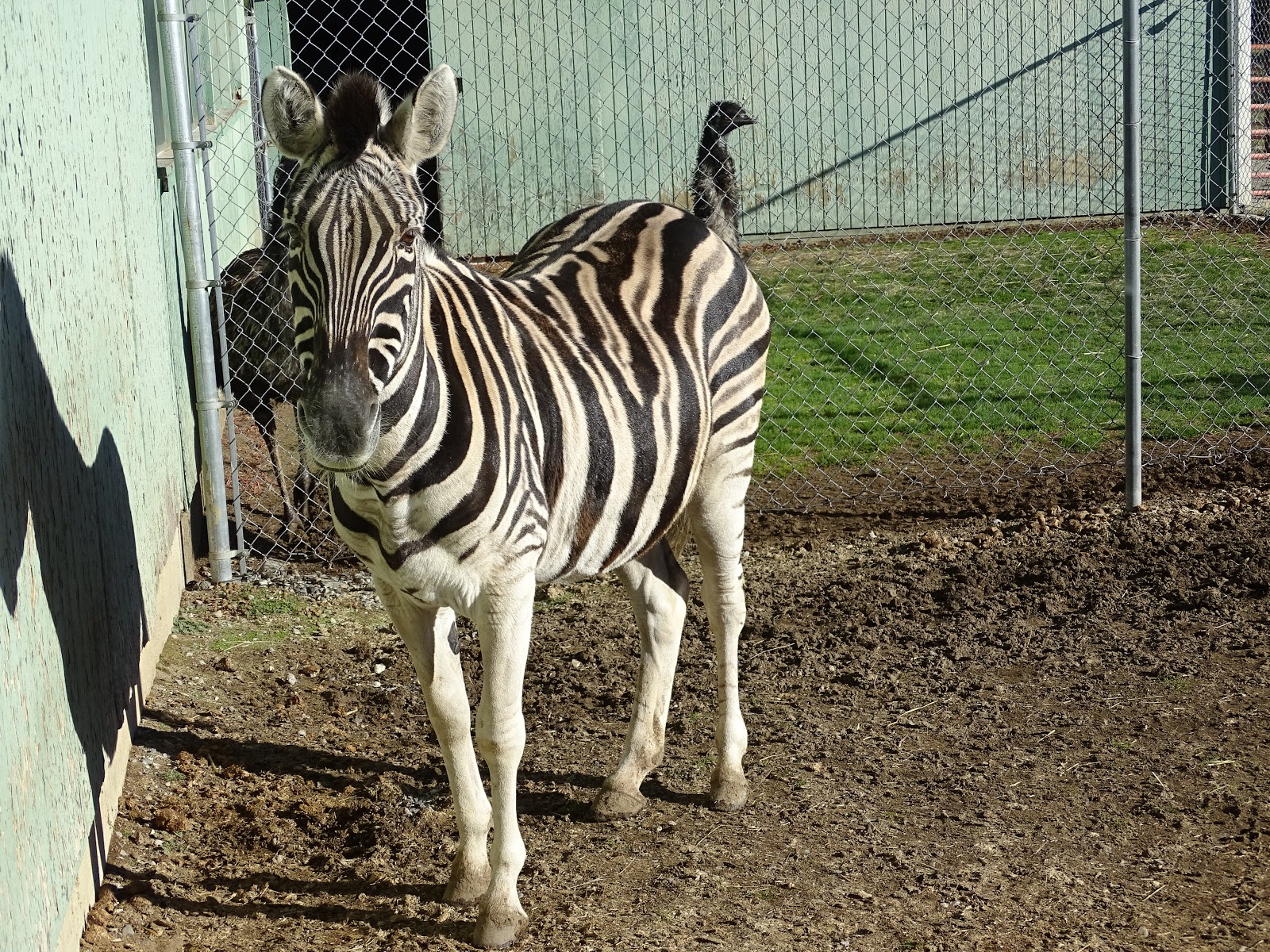 Goin Walking Trip to exotic animal farm