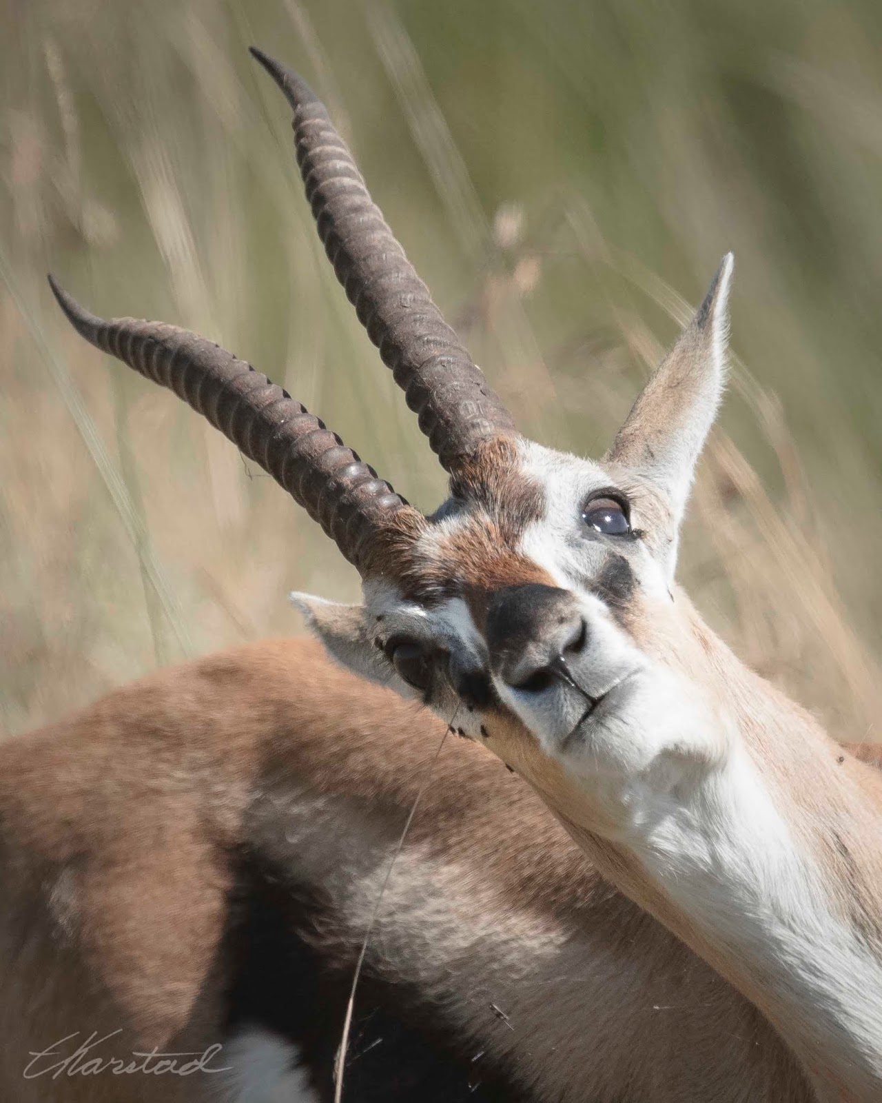 Lost Glands? The Evolution Of Human Scent - mnes1bx