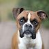 14 Reasons to Choose a Boxer