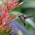 Costa Rica, una joya de la biodiversidad