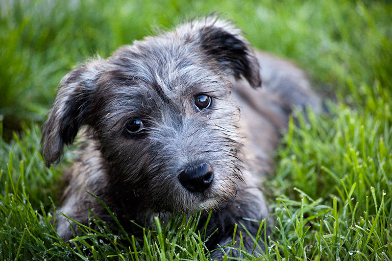 Cães & Cães Irish Glen of Imaal Terrier 01
