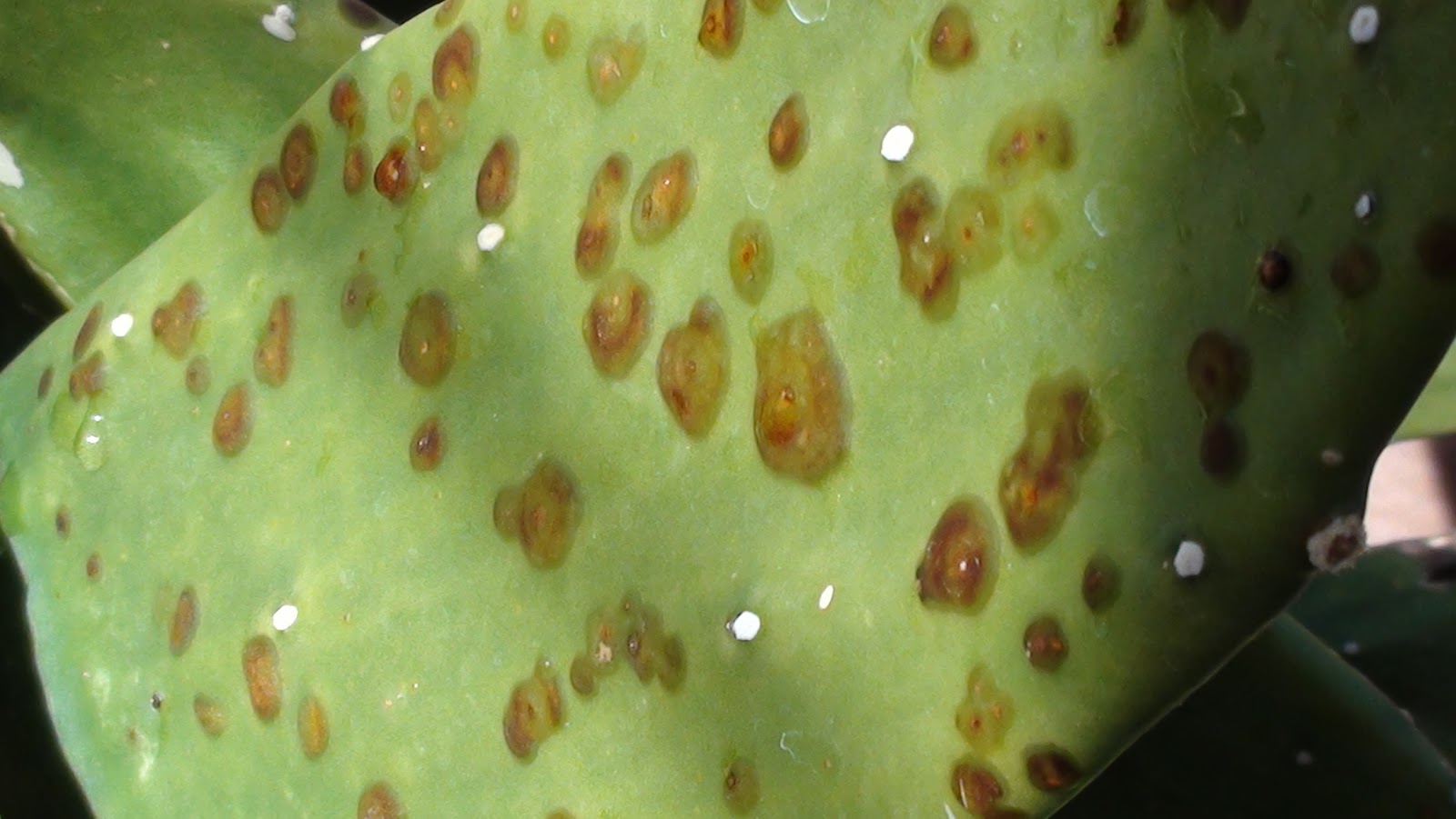 Xtremehorticulture of the Desert Some Cacti are Tender to Winter