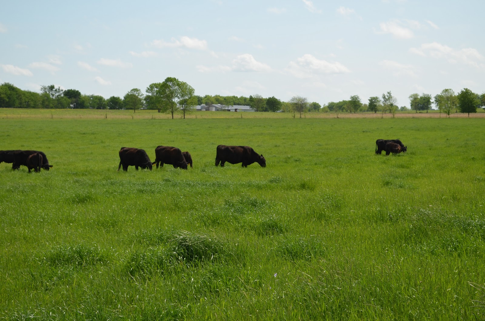 CK Cattle Spring Rotational Grazing