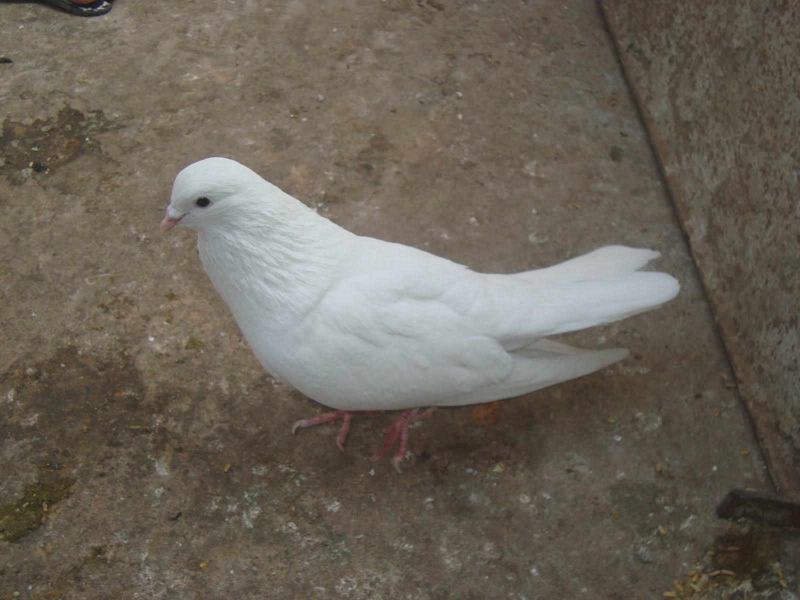 PIGEONS OF Nepal WHITE PIGEON !!!! WATCH OUT!!!!!!!!!