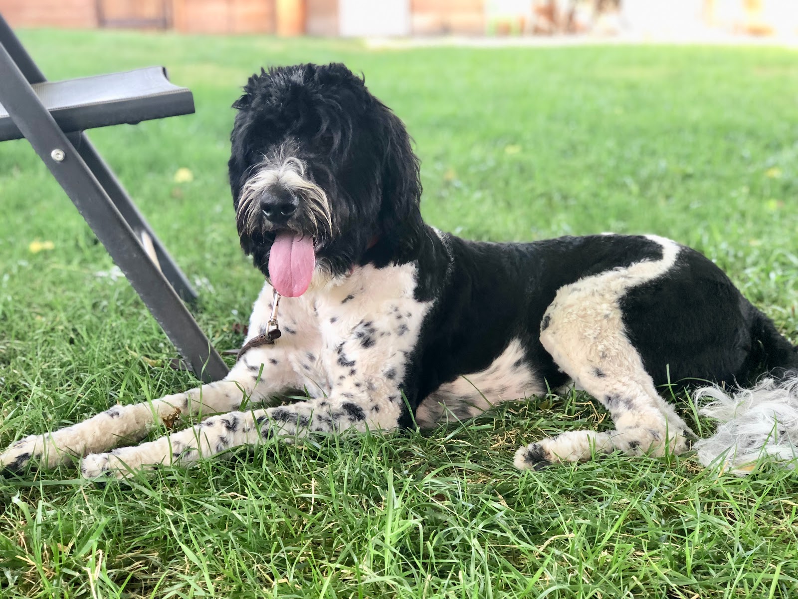 Nodessa Farms Newfypoo 2025