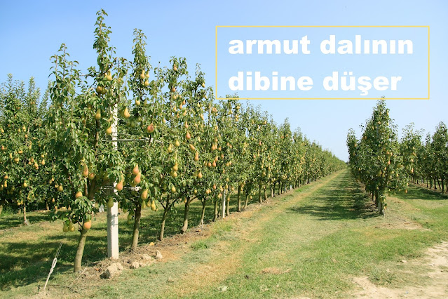 armut dalının dibine düşer