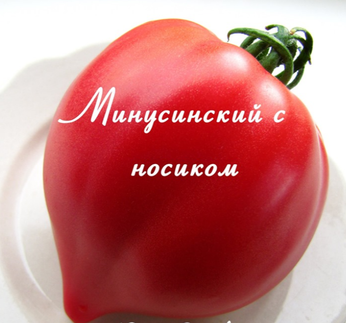 Сорт минусинский с носиком. Томат с носиком. Томат носик описание сорта. Сорт минусинский с носиком. Томат с удлиненным носиком.