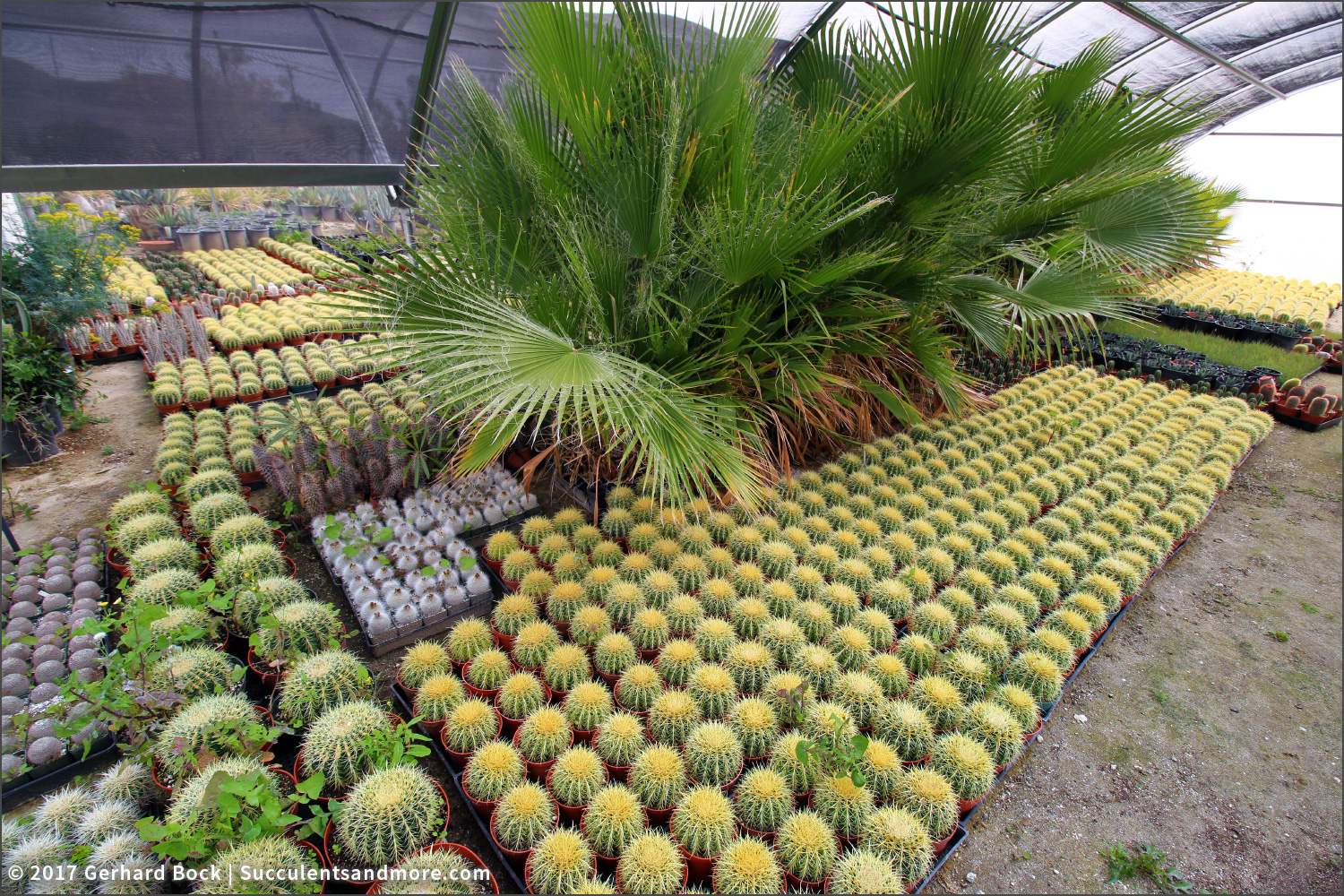 Sunland Cactus Nursery