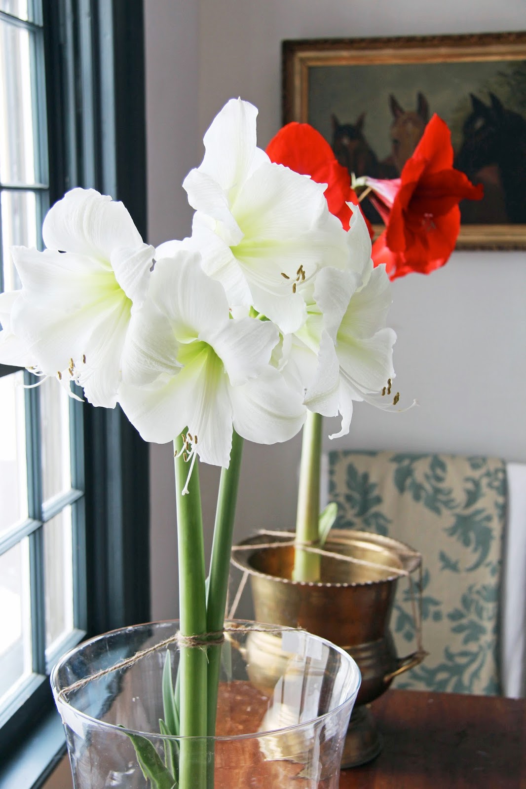 In the Fields Amaryllis