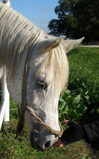 Küheylan alt türünde bir Arap atı