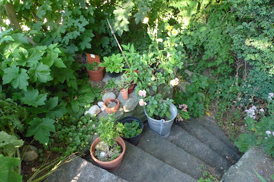 bin im garten: Juni 2011
