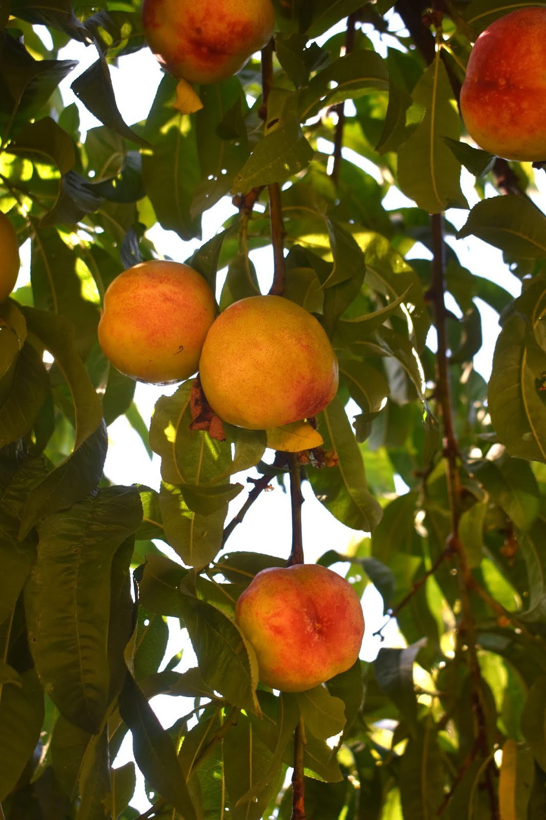 White NectarineLime Jam