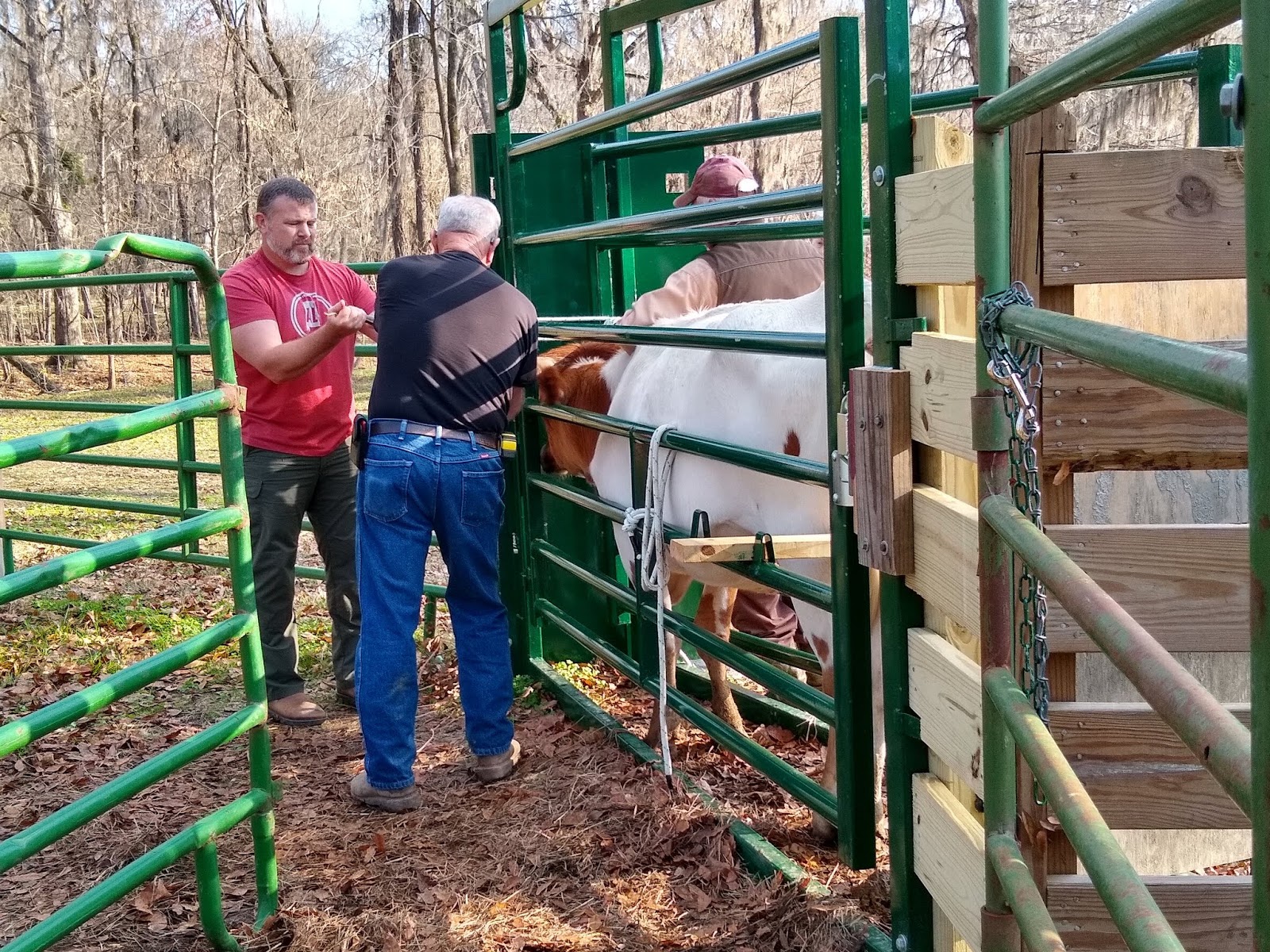 GBC Longhorns How to Measure a Longhorn's Horns