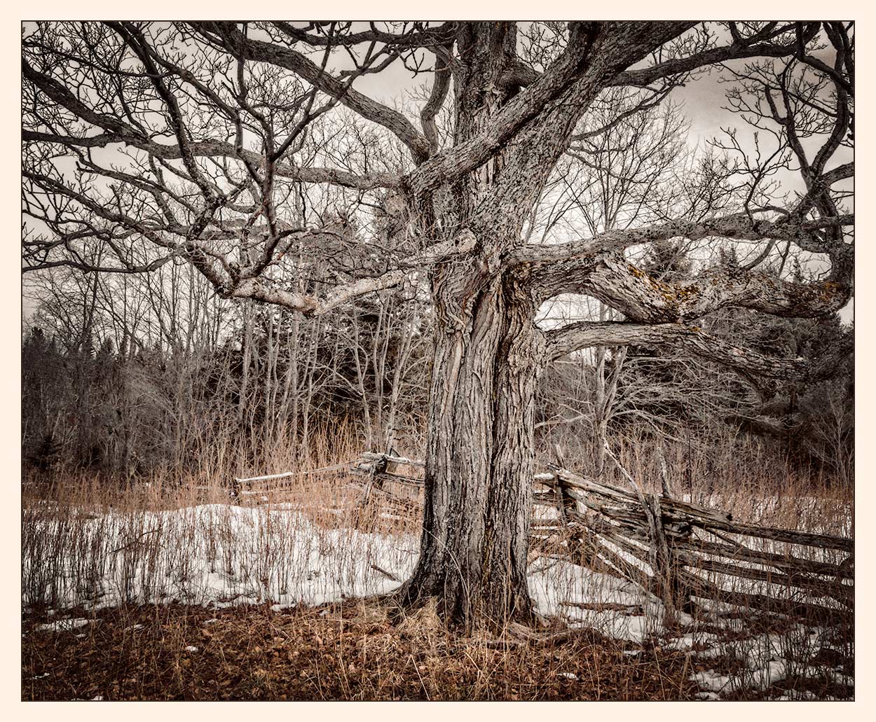 Silverpixel OLD MAPLE TREE, SPRING 2016