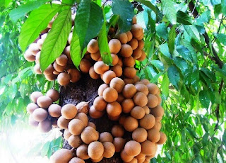 Flora dan Fauna Khas Yogyakarta - THE COLOUR OF INDONESIA