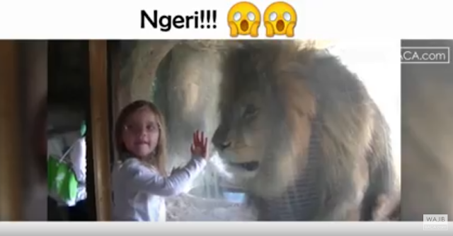 Ngeri!! Berhadapan dengan Singa Marah, Ini yang Didapatkan Gadis Kecil Itu Ngeri!! Berhadapan dengan Singa Marah, Ini yang Didapatkan Gadis Kecil Itu
