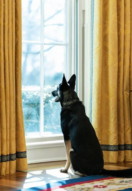 Major one of President Biden's 2 dogs looking out of the window of the Oval Office