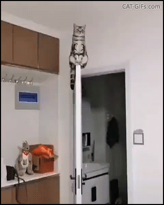 Funny cat GIF • Amazing cat sitting on top of door. “I don't see God up here...ONLY ME!” Funny cat GIF • Amazing cat sitting on top of door. “I don't see God up here...ONLY ME!”