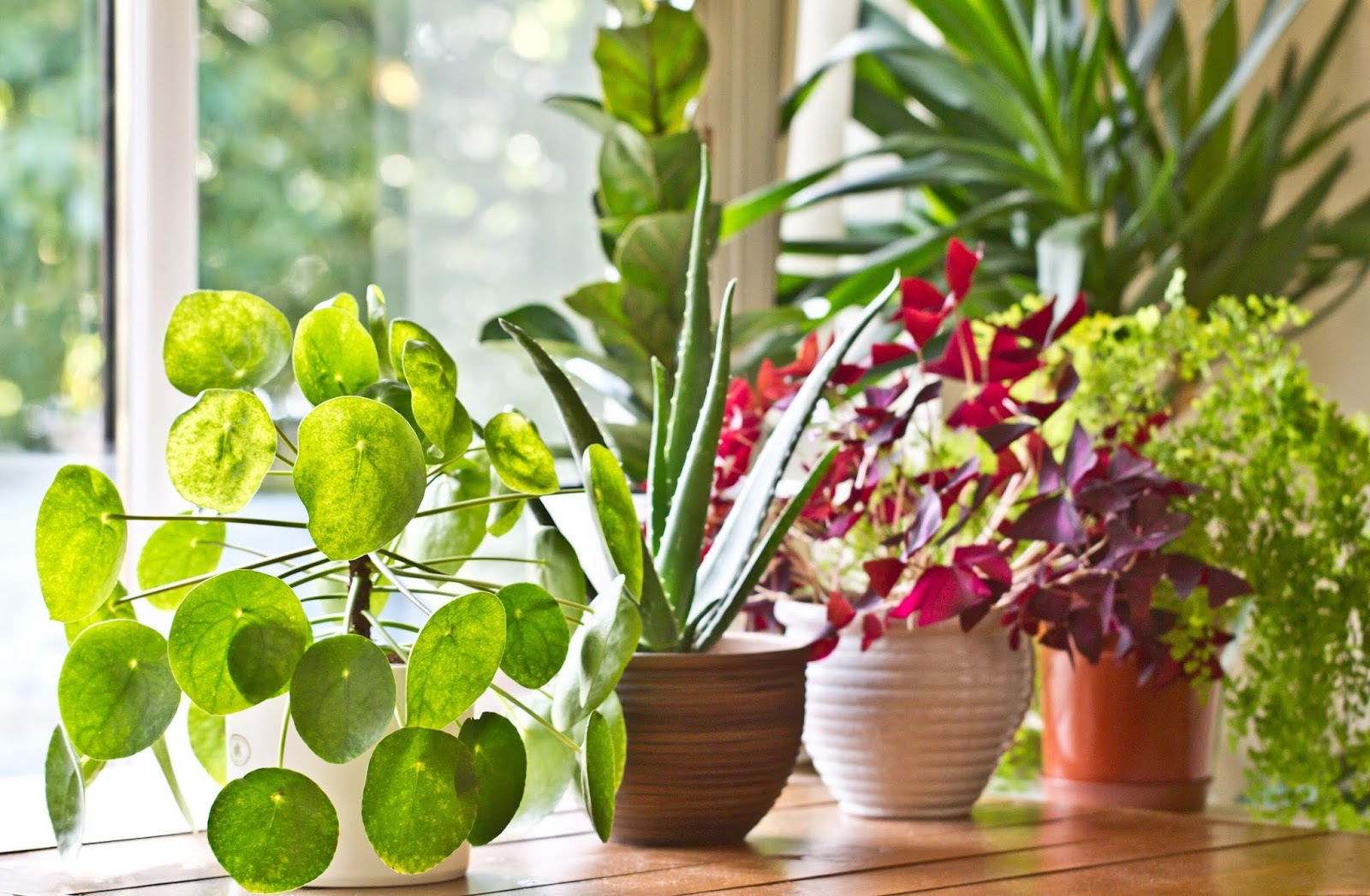 Indoor Plants for home