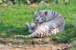 harimau benggala putih kebun binatang ragunan jakarta