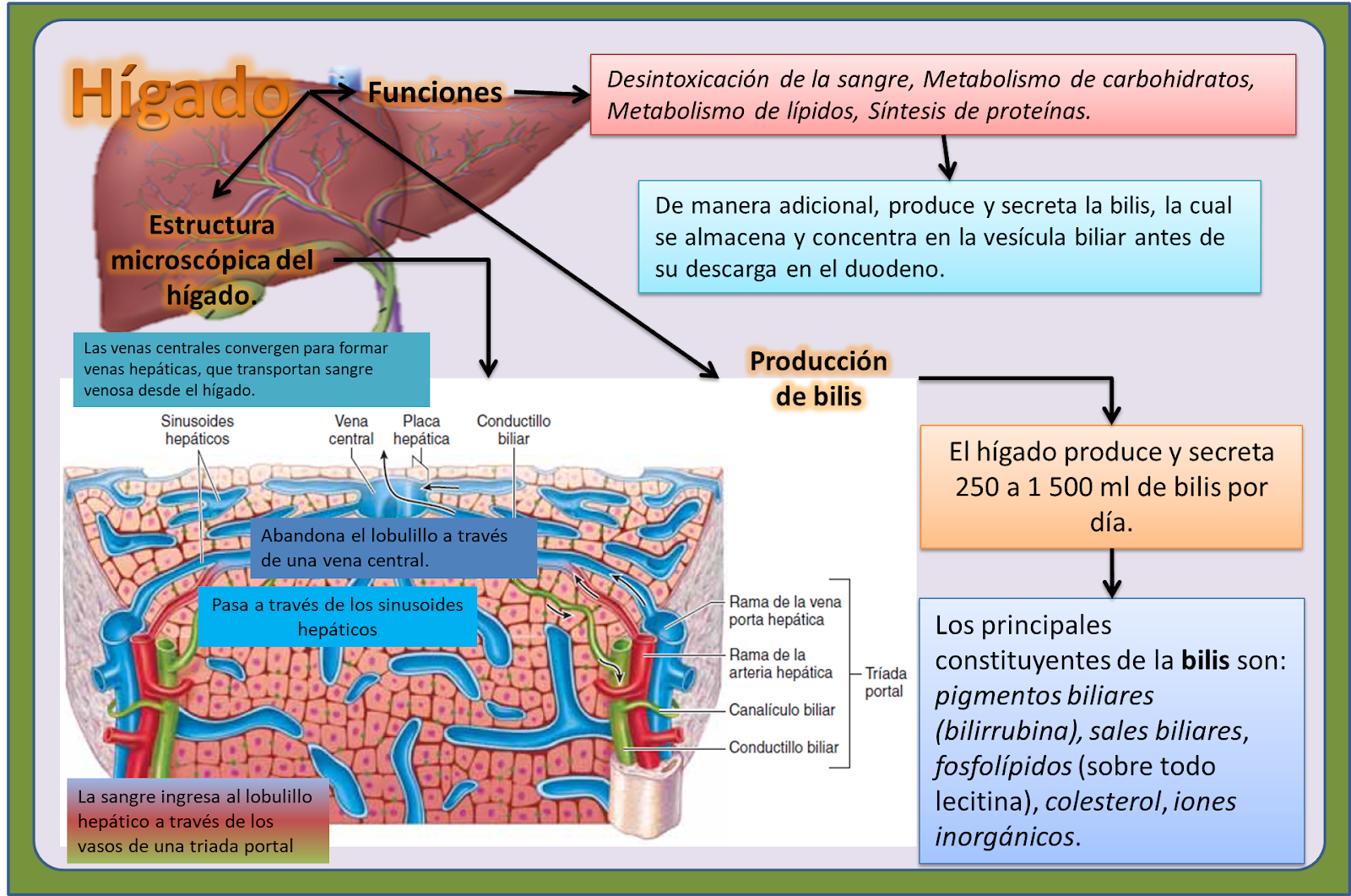 BLOG DE FISIOLOGÍA MEDICA UAS BRIANDA LÓPEZ 4-7: Hígado y Vesícula Biliar