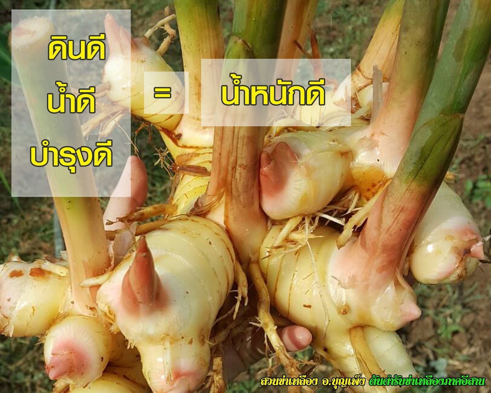 ขายต้นพันธุ์ข่าเหลืองและรับซื้อข่าเหลืองอ่อน-แก่จำนวนมาก: สวนข่าเหลือง ...
