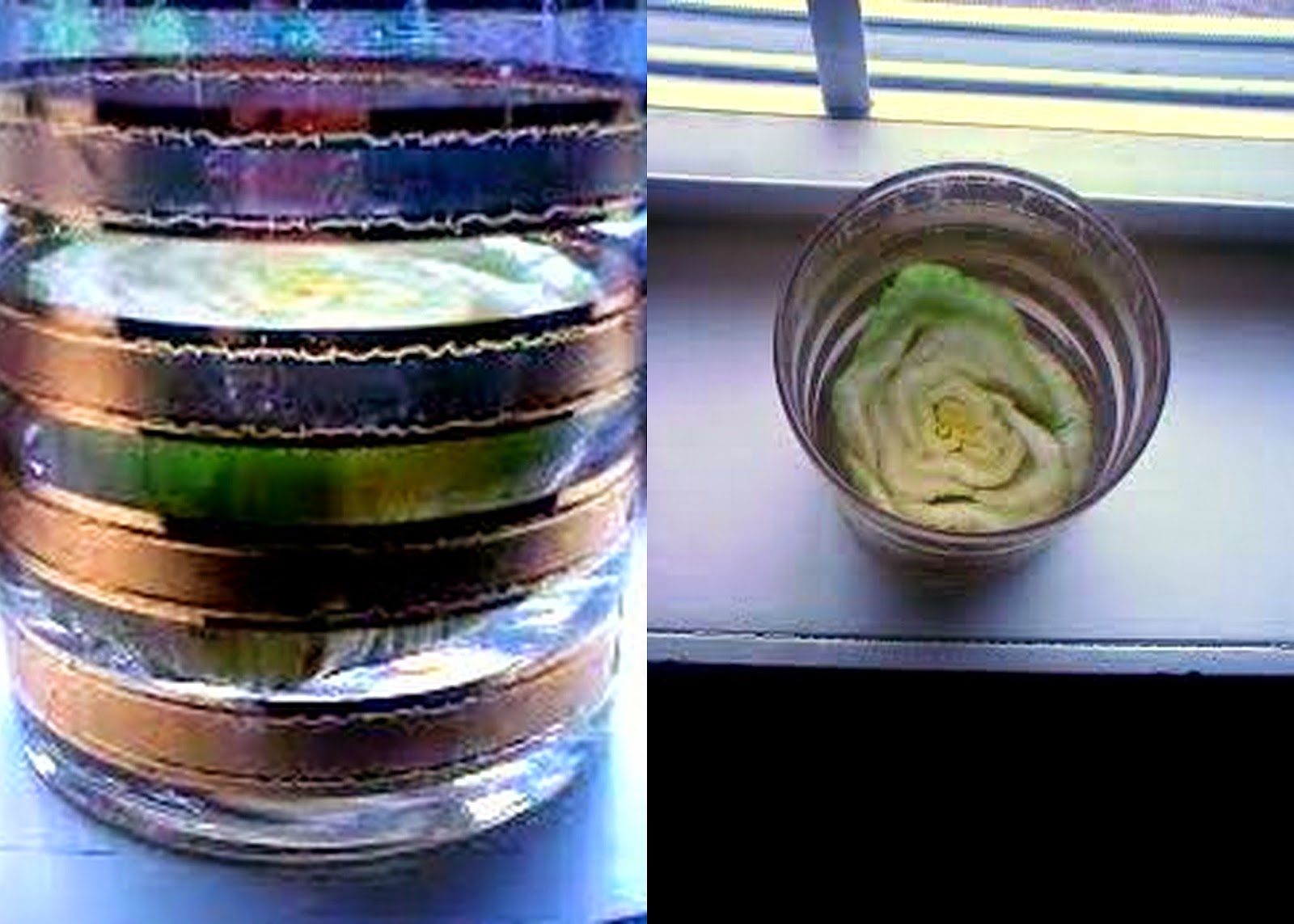 Appalachian Trailblazer Growing Celery in Water