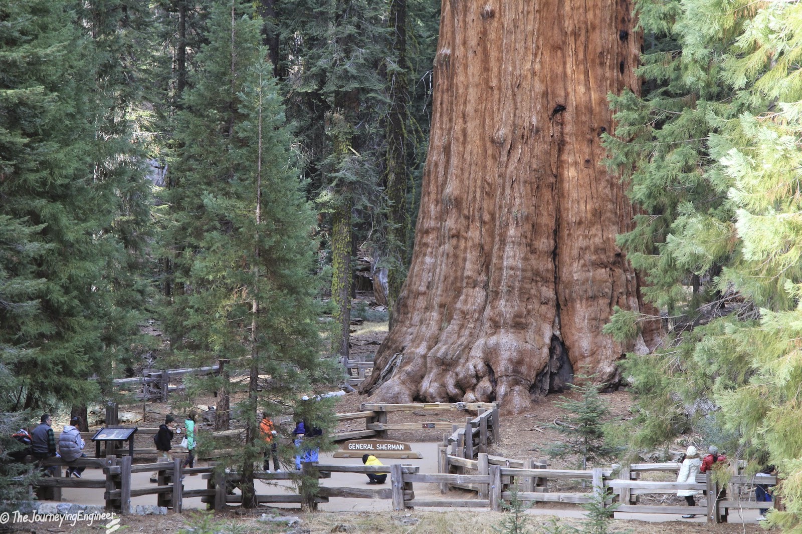 Самые большие дерево фото. Генерал Шерман (дерево). Калифорнийская Секвойя Гиперион. Секвойя дерево Гиперион. Секвойя вечнозелёная Гиперион.